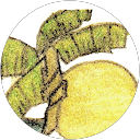 Sharron Manion profile picture